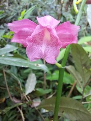 Phaius mishmensis