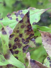 Parallelodiplosis subtruncata