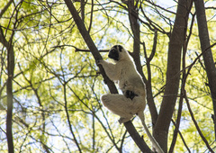 Propithecus verreauxi