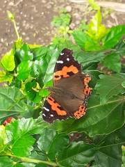 Vanessa vulcania