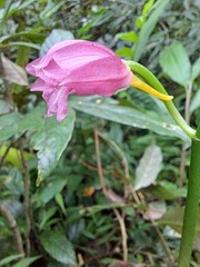 Phaius mishmensis