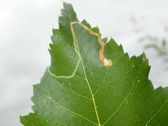 Agromyza alnibetulae