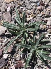 Mentzelia laevicaulis