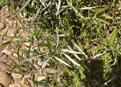 Salix caroliniana
