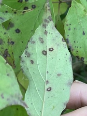 Parallelodiplosis subtruncata