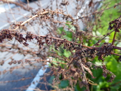 Rumex × acutus