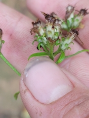 Sericocarpus asteroides