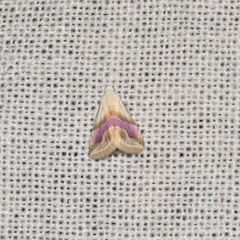 Eublemma roseana