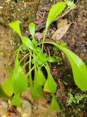 Sericocarpus asteroides
