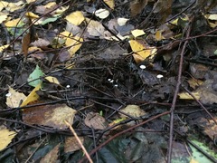 Tetrapyrgos nigripes