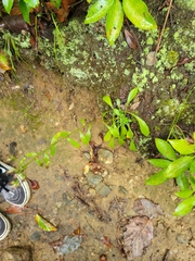 Sericocarpus asteroides