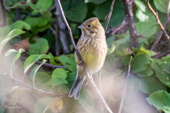 Emberiza citrinella