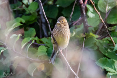 Emberiza citrinella