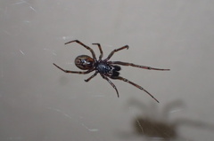 Steatoda
