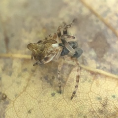 Cyclosa