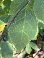 Calycanthus floridus