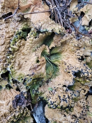 Lasallia pensylvanica