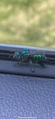 Euglossa