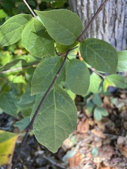 Calycanthus floridus