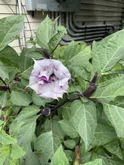 Datura