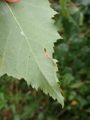 Agromyza alnibetulae