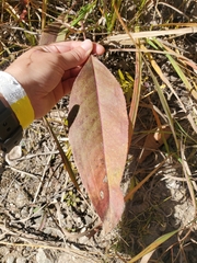 Rumex britannica