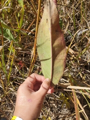 Rumex britannica