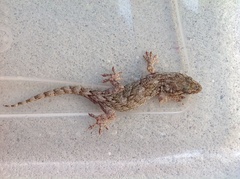 Schlegel's Japanese Gecko photo 2