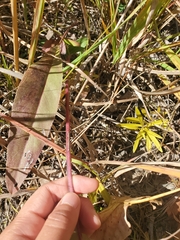 Rumex britannica