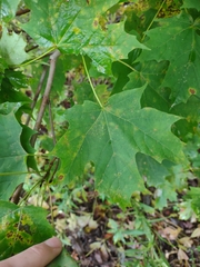 Acer saccharum