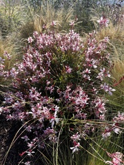 Oenothera lindheimeri
