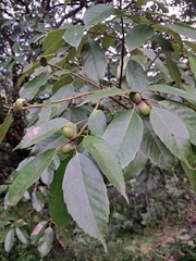 Quercus glauca