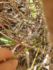 Rumex britannica