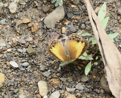 Cupha myronides