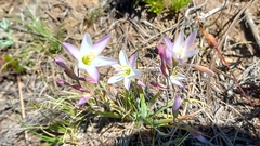 Hesperantha falcata