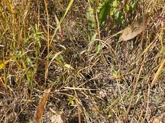 Rumex britannica