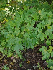 Acer saccharum