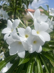 Plumeria pudica