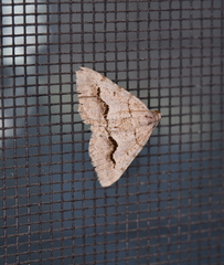 Frederickia s-signata