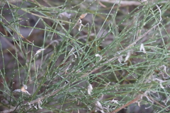 Cytisus