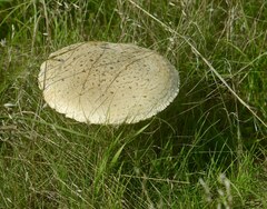 Saproamanita vittadinii