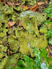 Lasallia