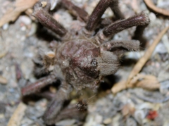 Aphonopelma