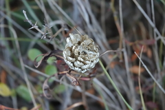 Leuzea conifera