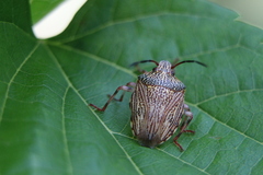 Antiteuchus