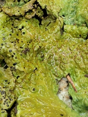 Lasallia