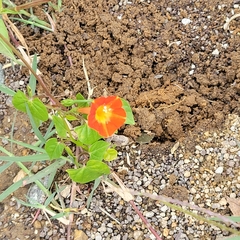 Ipomoea coccinea