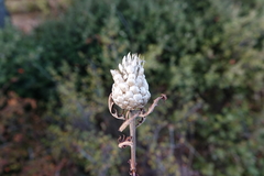 Leuzea conifera
