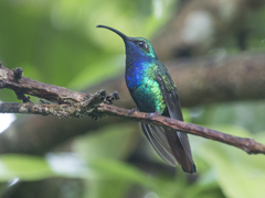 Campylopterus falcatus