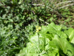 Sisymbrium officinale